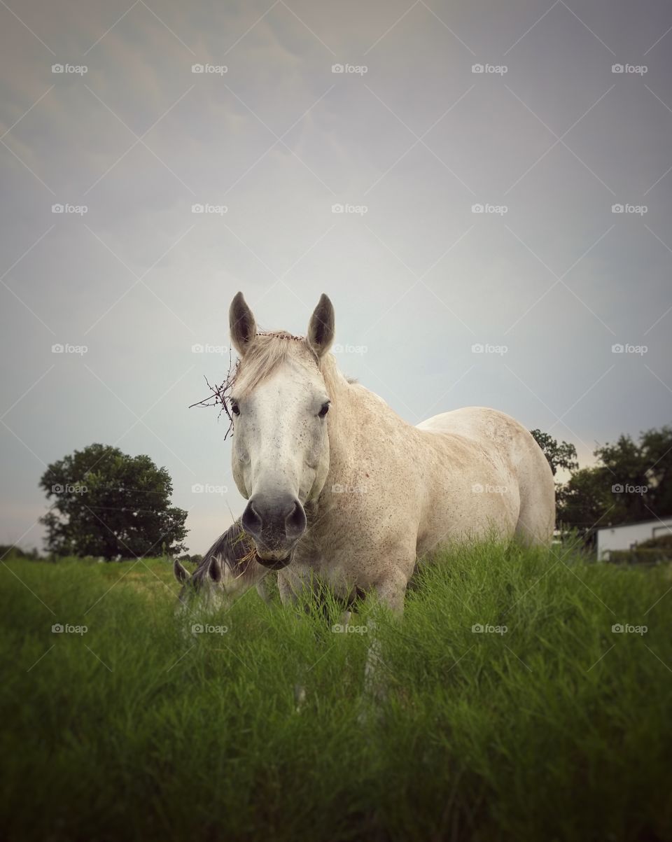 Two horses grazing grass