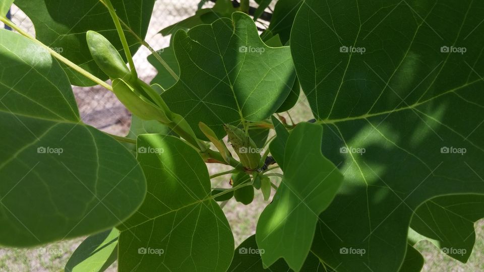 New leaf formation