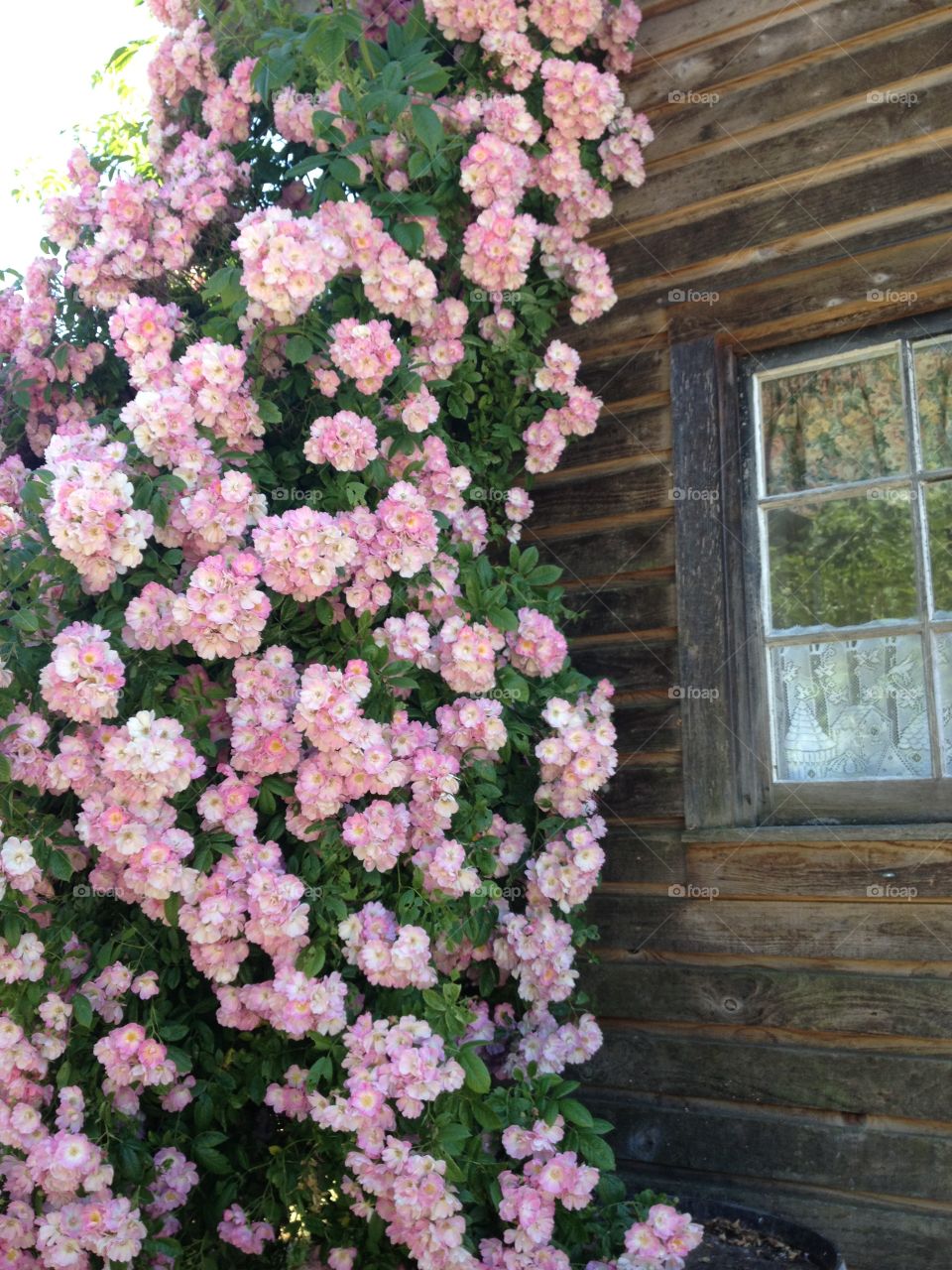 Rustic Barn Overflowing with Flowers