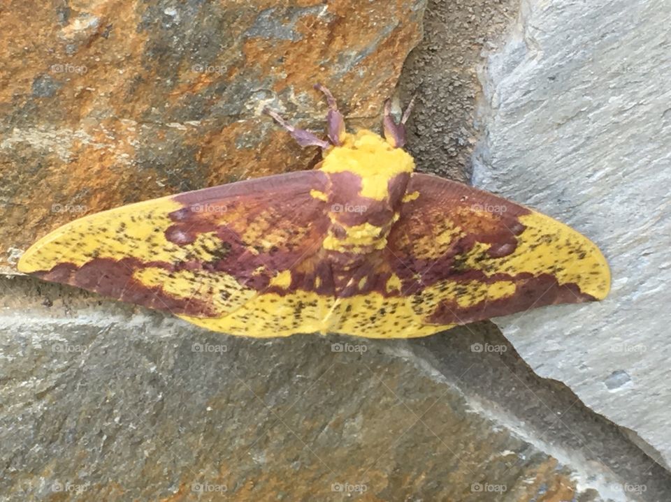 Stunning moth. So incredible to look at up close! We saw lots of different moths and insects while vacationing at Lake Lure. 