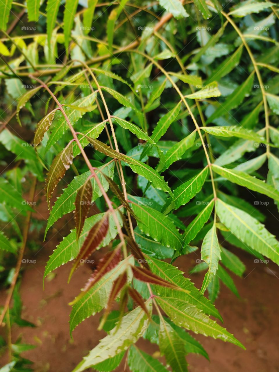 Neem leaf