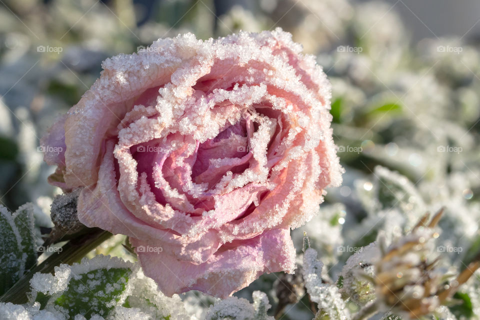 Pink rose covered in frost , frozen, rosa ros frost 
