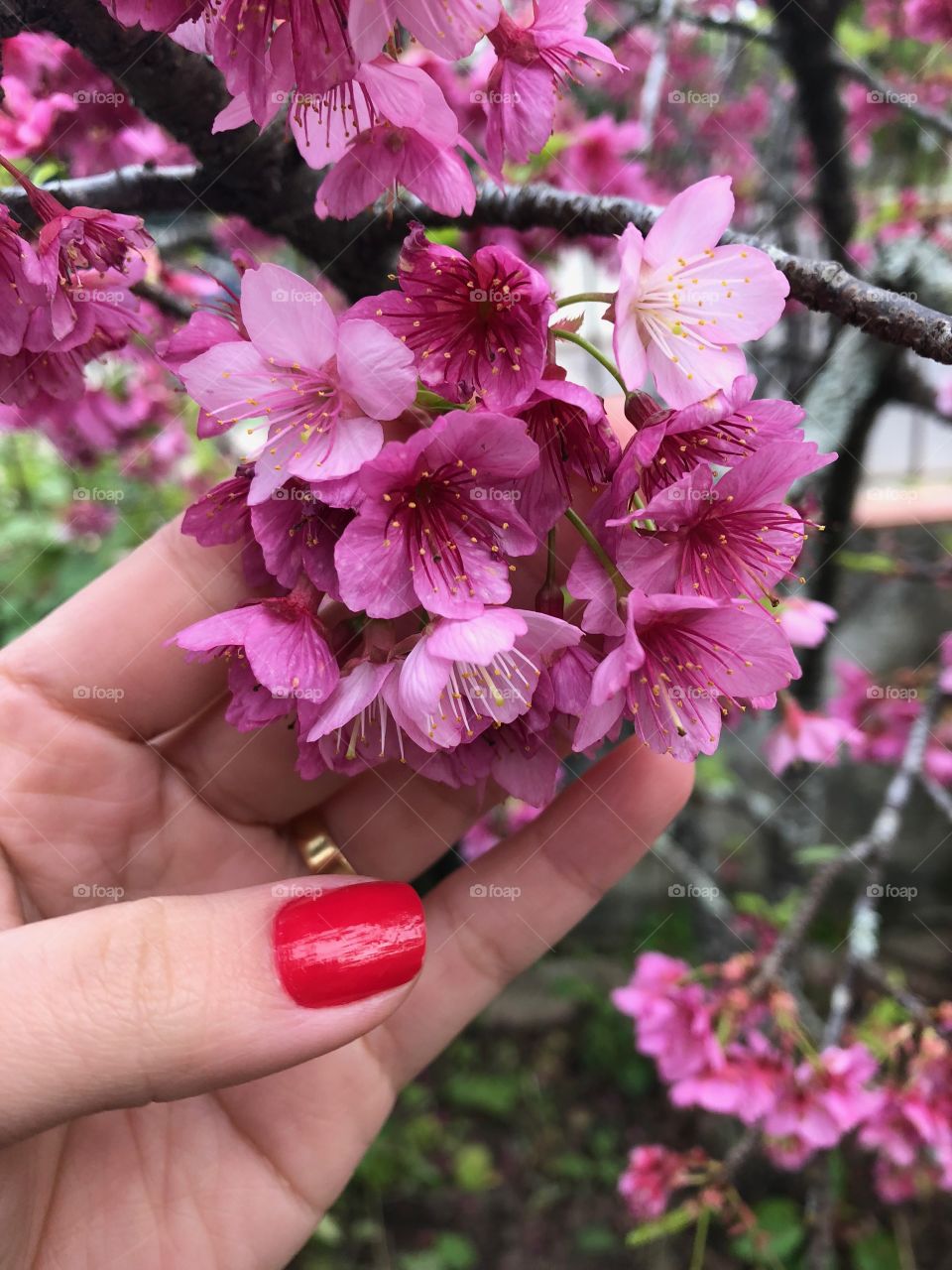 Sakura and nail. Nature inspire beauty and beauty inspire nature!