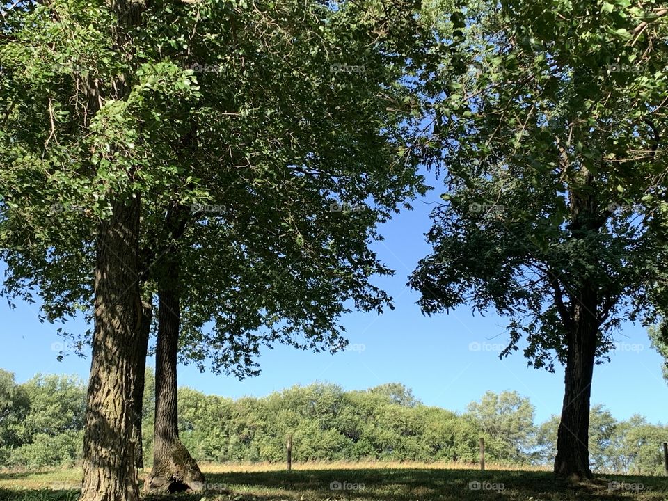 A beautiful countryside landscape with green leafy trees in the foreground and on the distant horizon