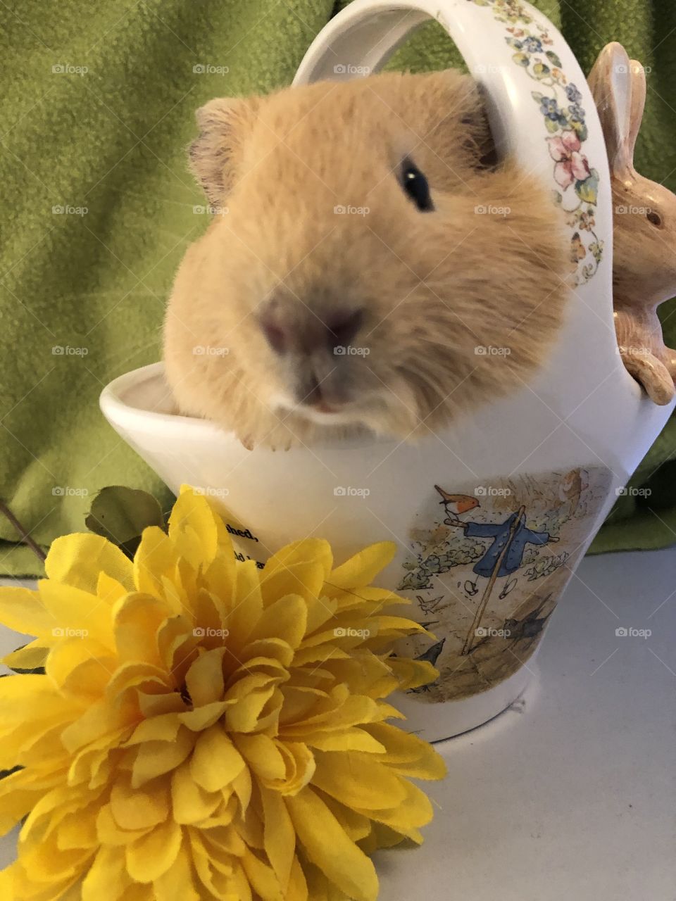 Sweet little mr guinea pig