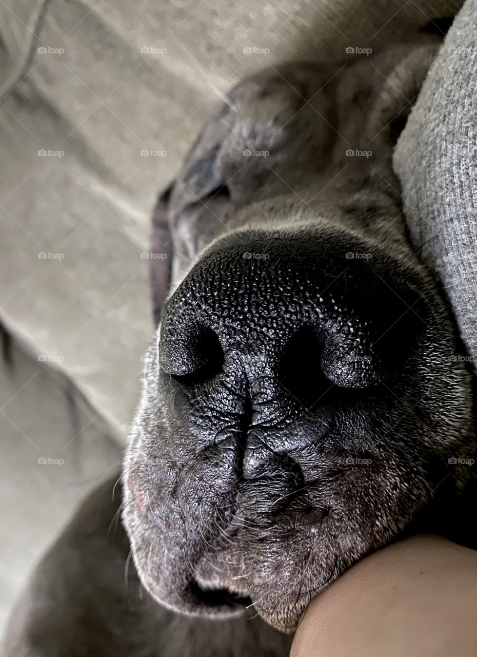 He has a big gumdrop for a nose; Close up on Great Dane/Mastiff Nose while sleeping