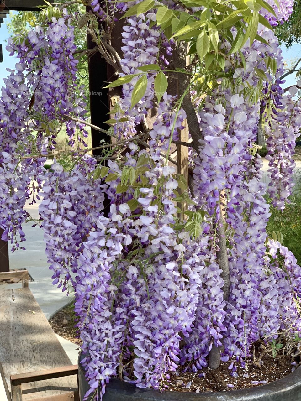 Wisteria 