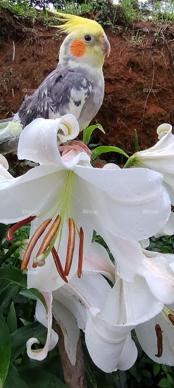 magnificent white lily