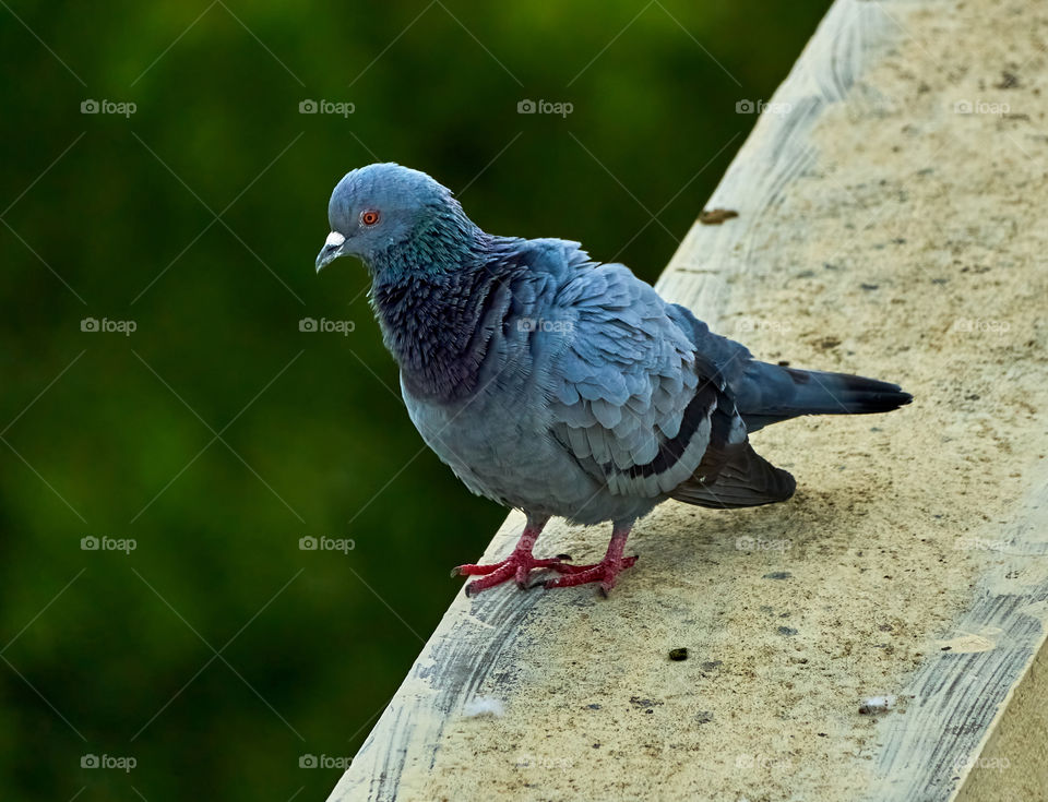 Bird photography - dove - morning bask