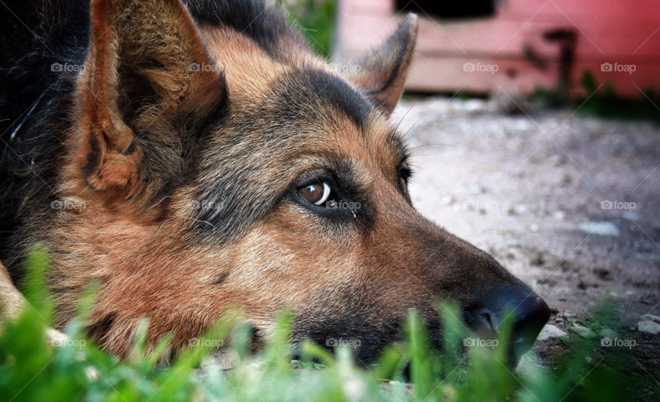 Dog, Mammal, Canine, Cute, Animal