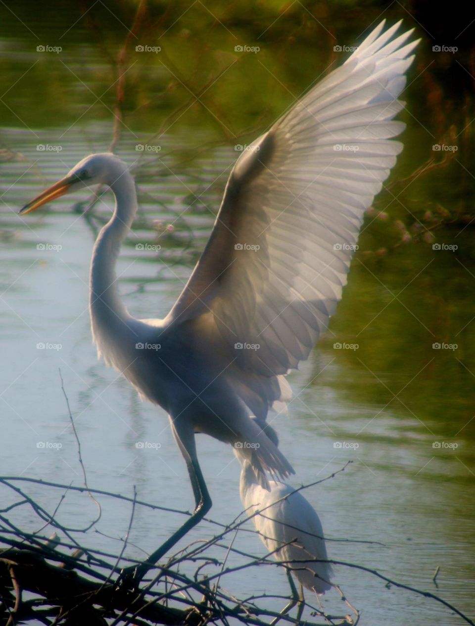 White Heron Landing on Branches