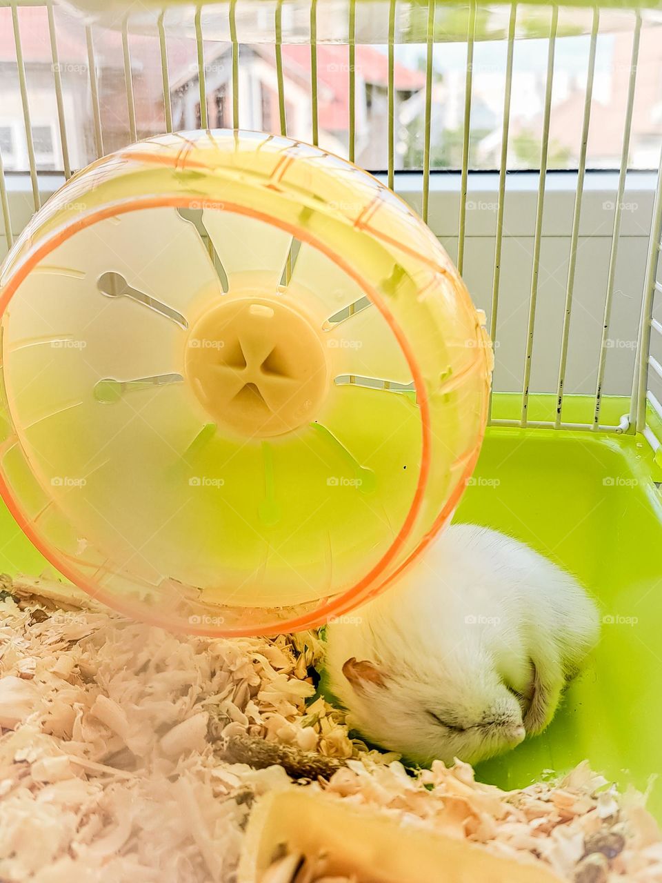 Hamster sleeping in the cage.