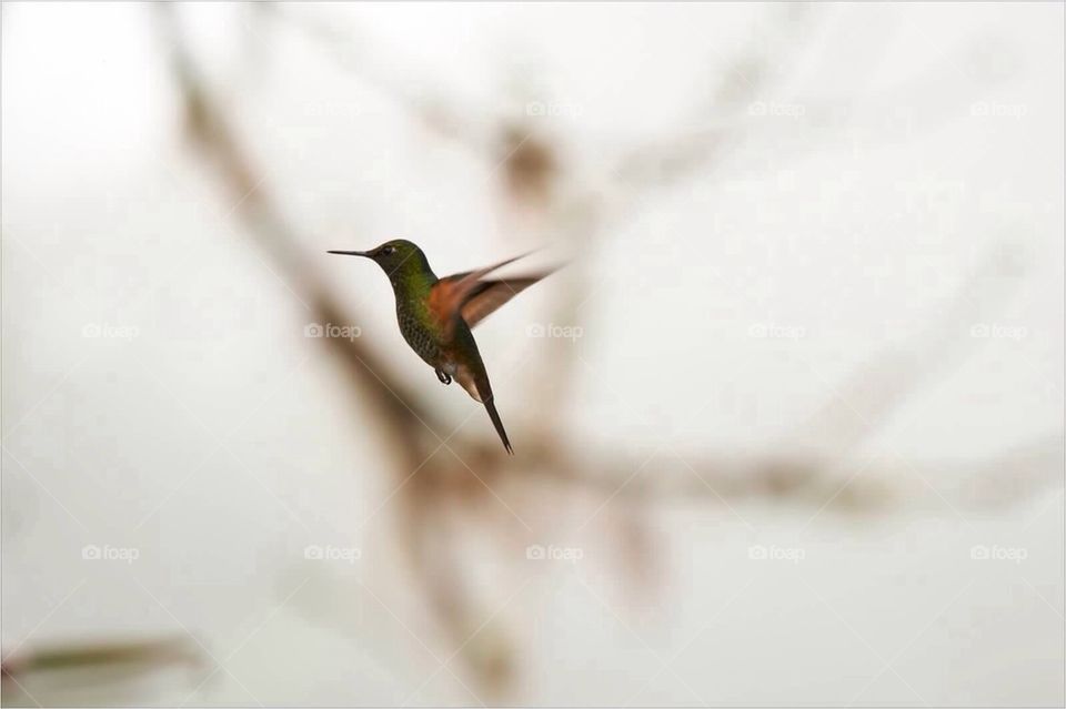 Buff-tailed Coronet