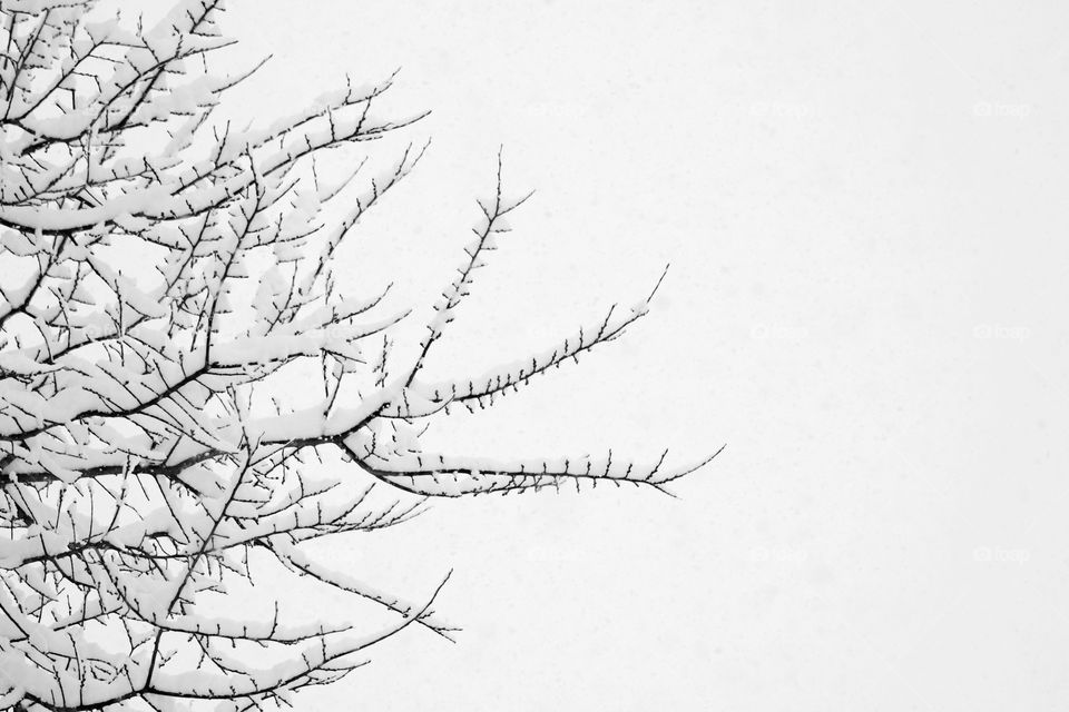 Snow-covered branches against a bright white sky