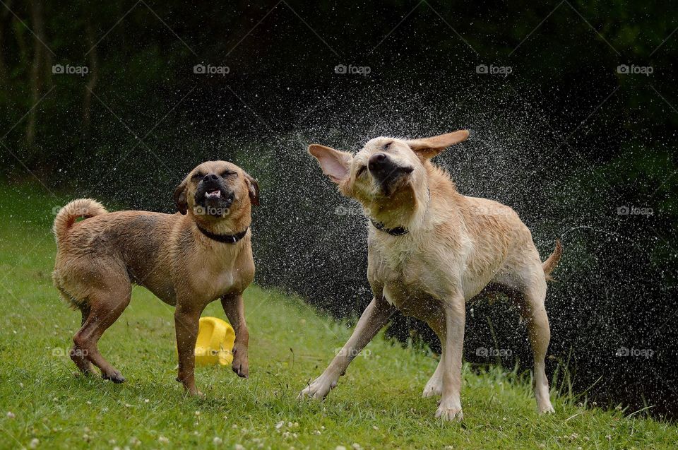 Wet dogs 