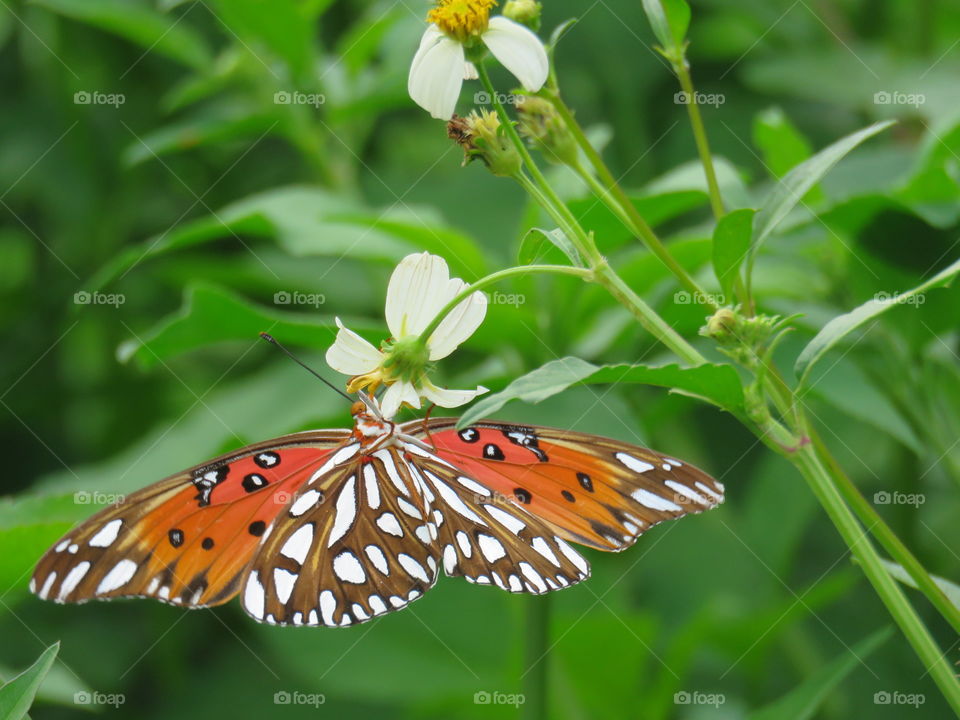 gulf fritillary