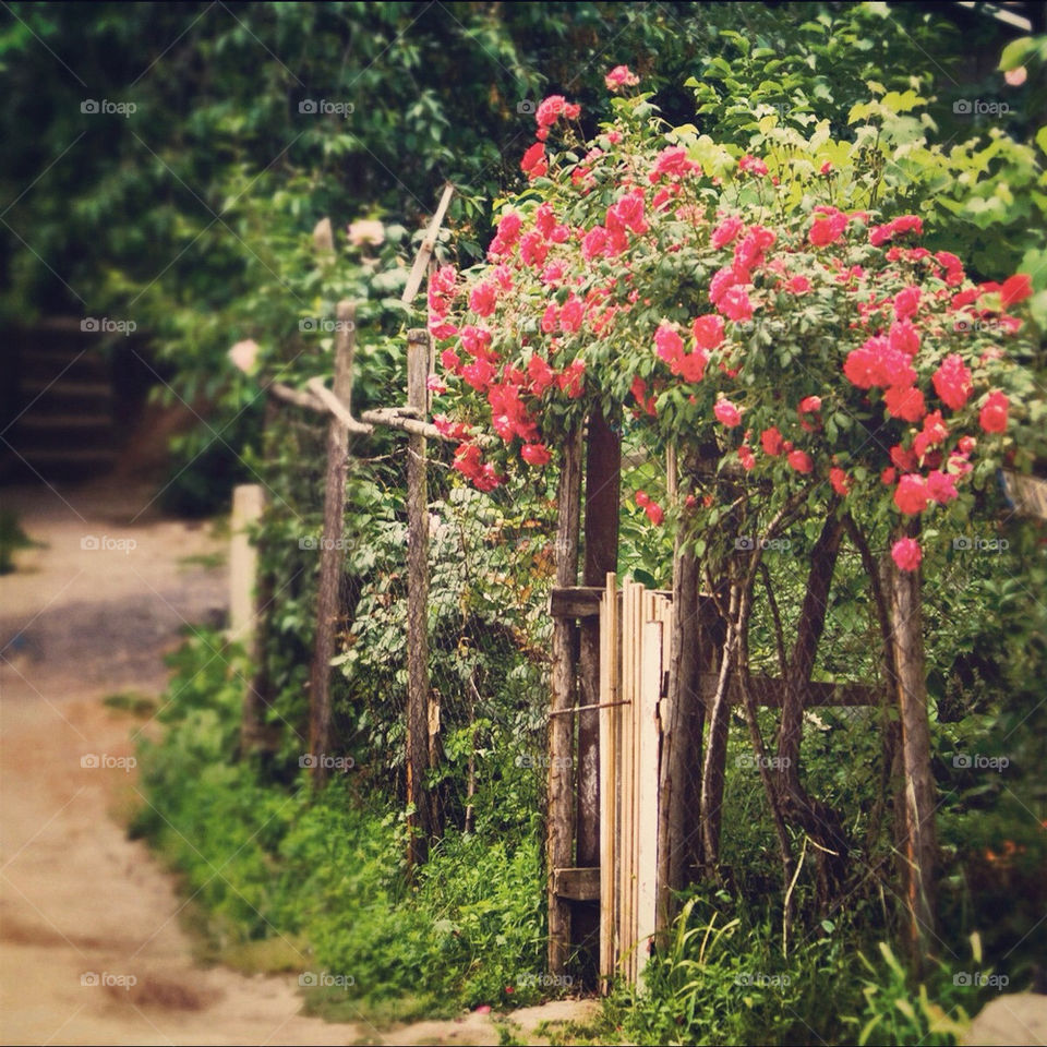 green garden flower road by kuzeytac