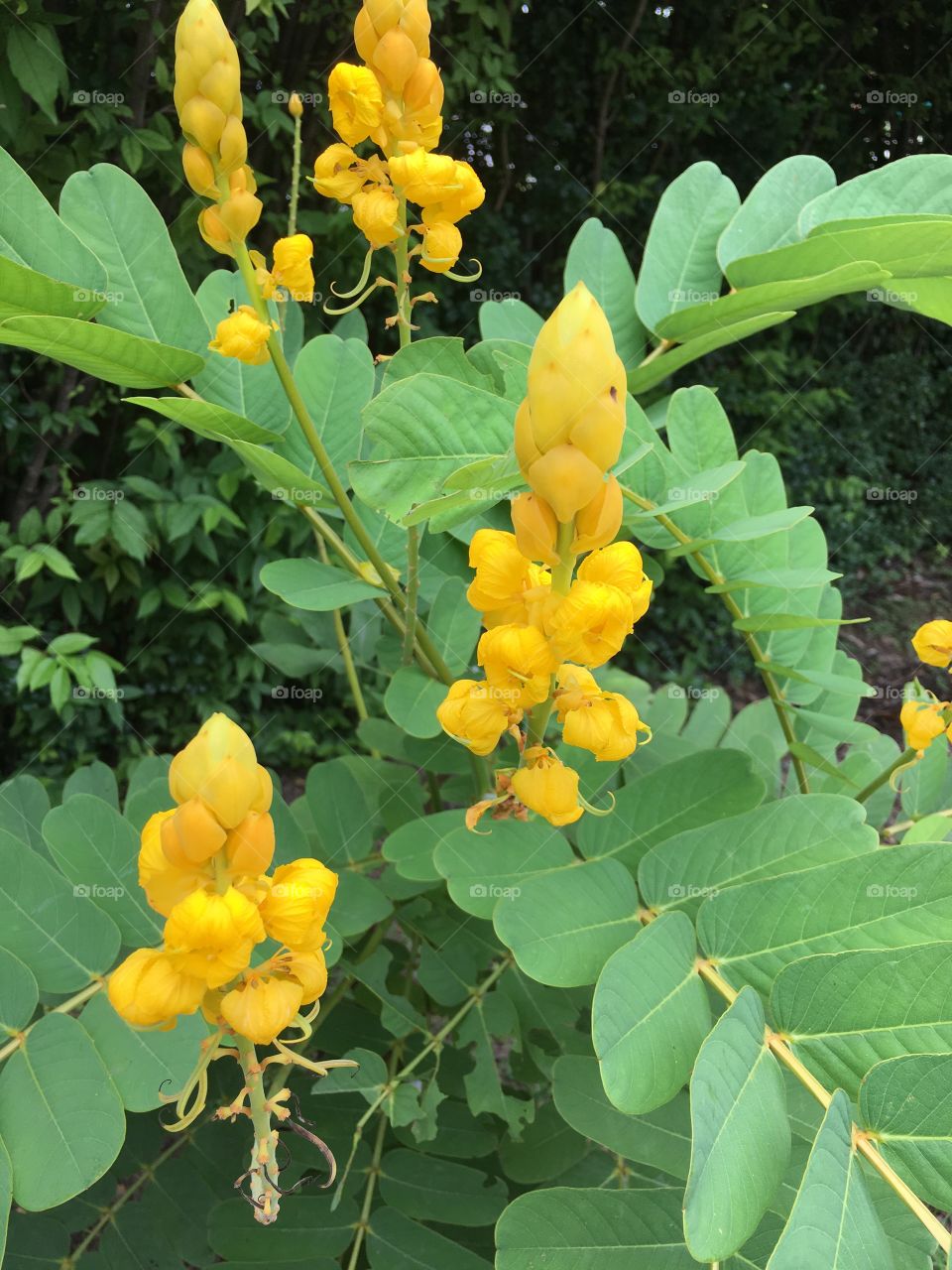 Yellow flower