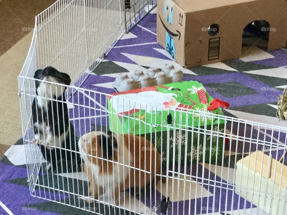 Playtime  for guinea pigs Jonathan and Timmy 