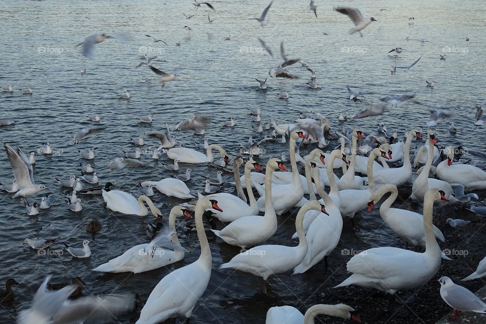 Schwäne zum Valentinstag