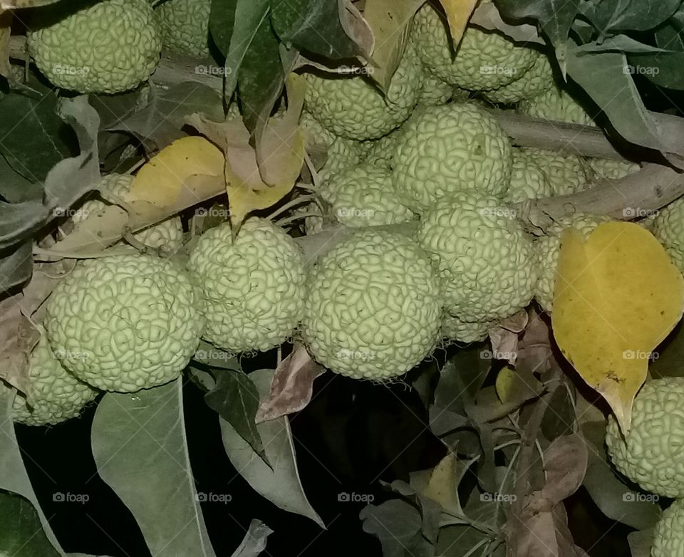 fruit