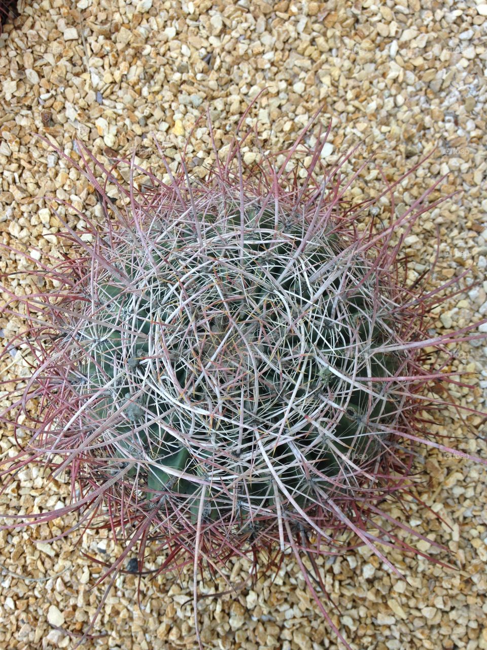 Prickly cacti 