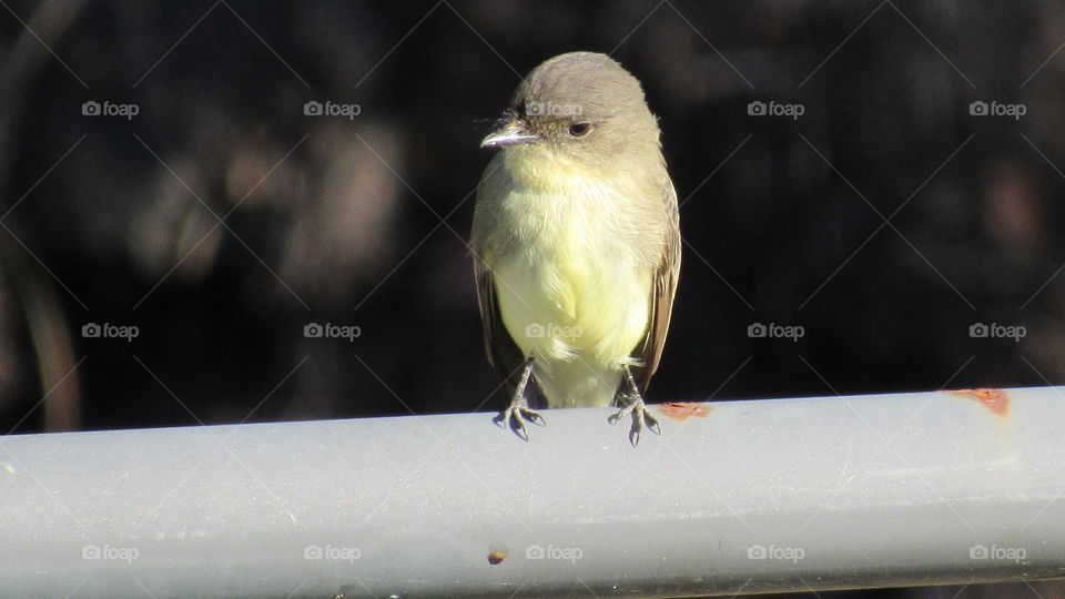 Bird, No Person, Wildlife, Outdoors, One