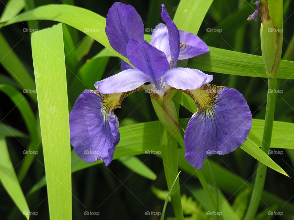 Purple Iris 