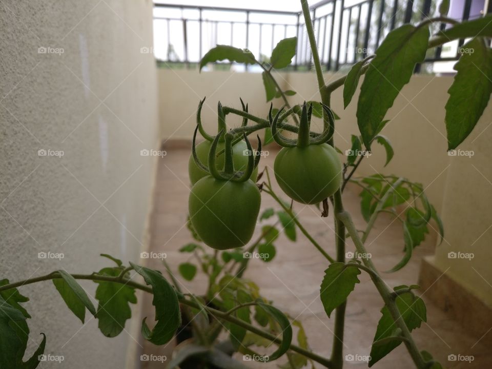My first tomato plant.. Raw, green, sour..
