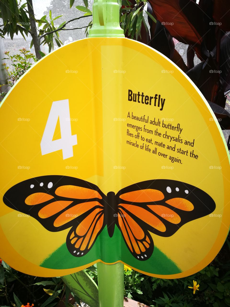 ciclo mariposa