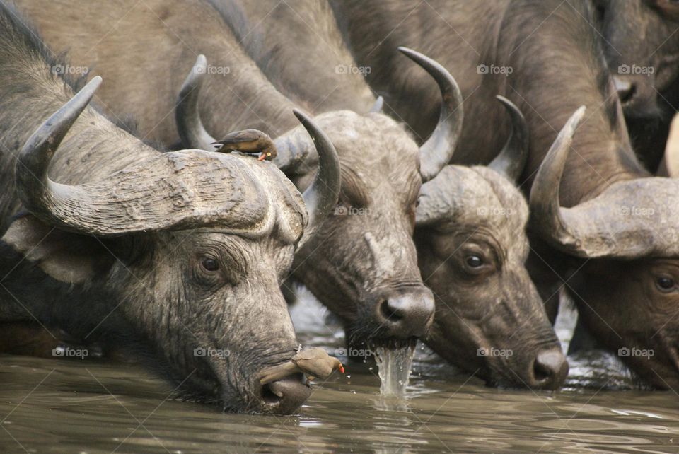 Three buffalos 