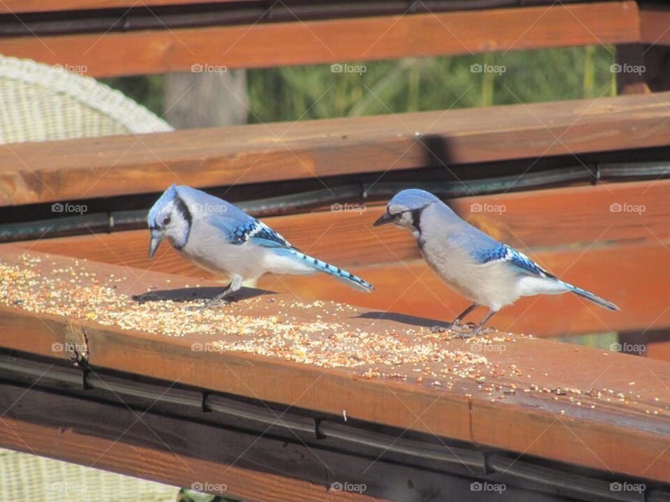 Bluejays