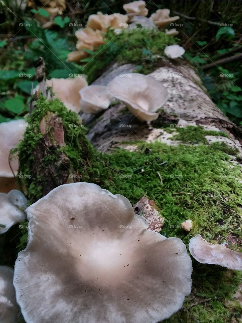 More Tree Fungi