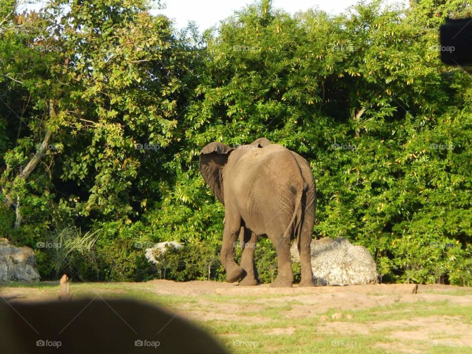 animal kingdom. disney vacation