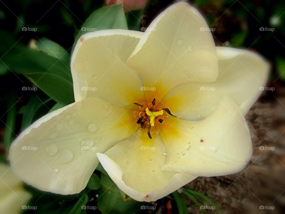 Raindrops on petal of tulip