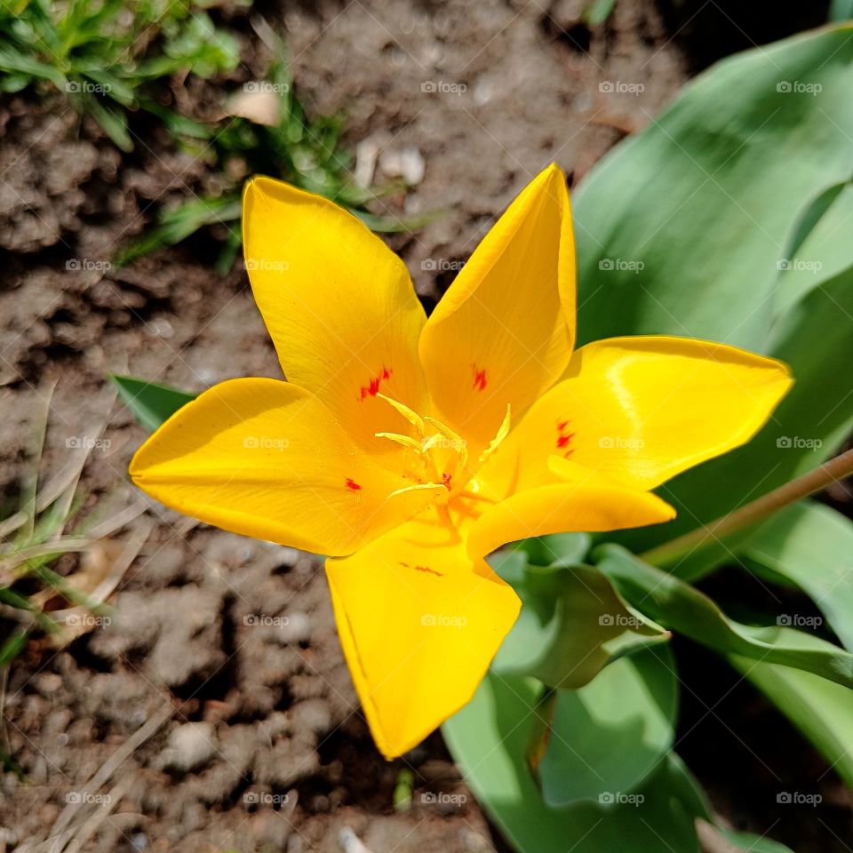 yellow tulip