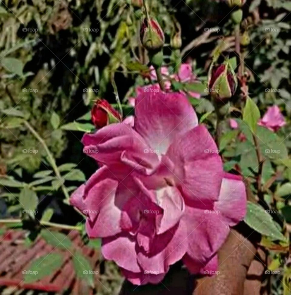 most beautiful and attractive flowers in the garden.