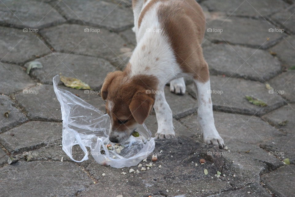 Hungry Street puppy