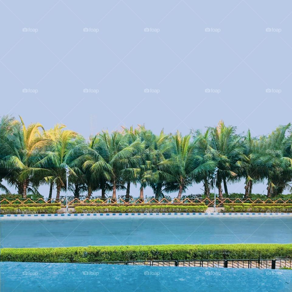 view of coconut tree