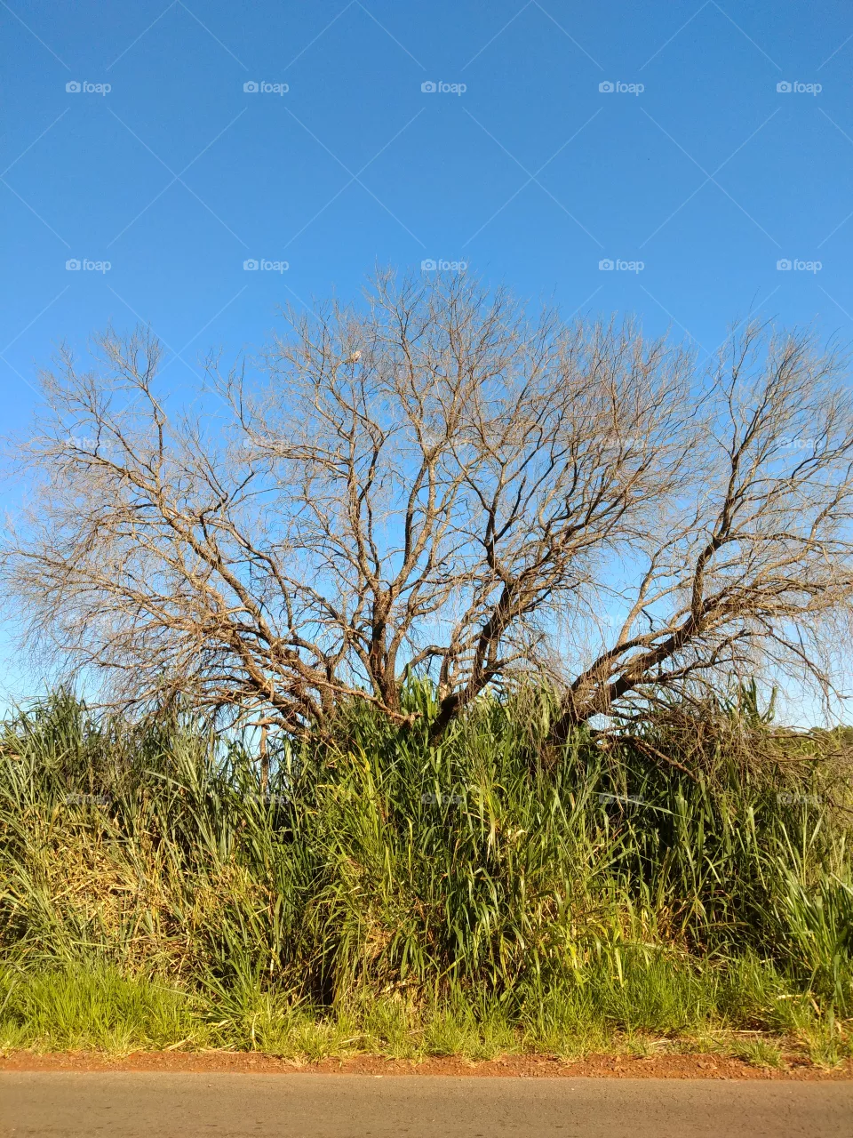 bem vindo foap natureza