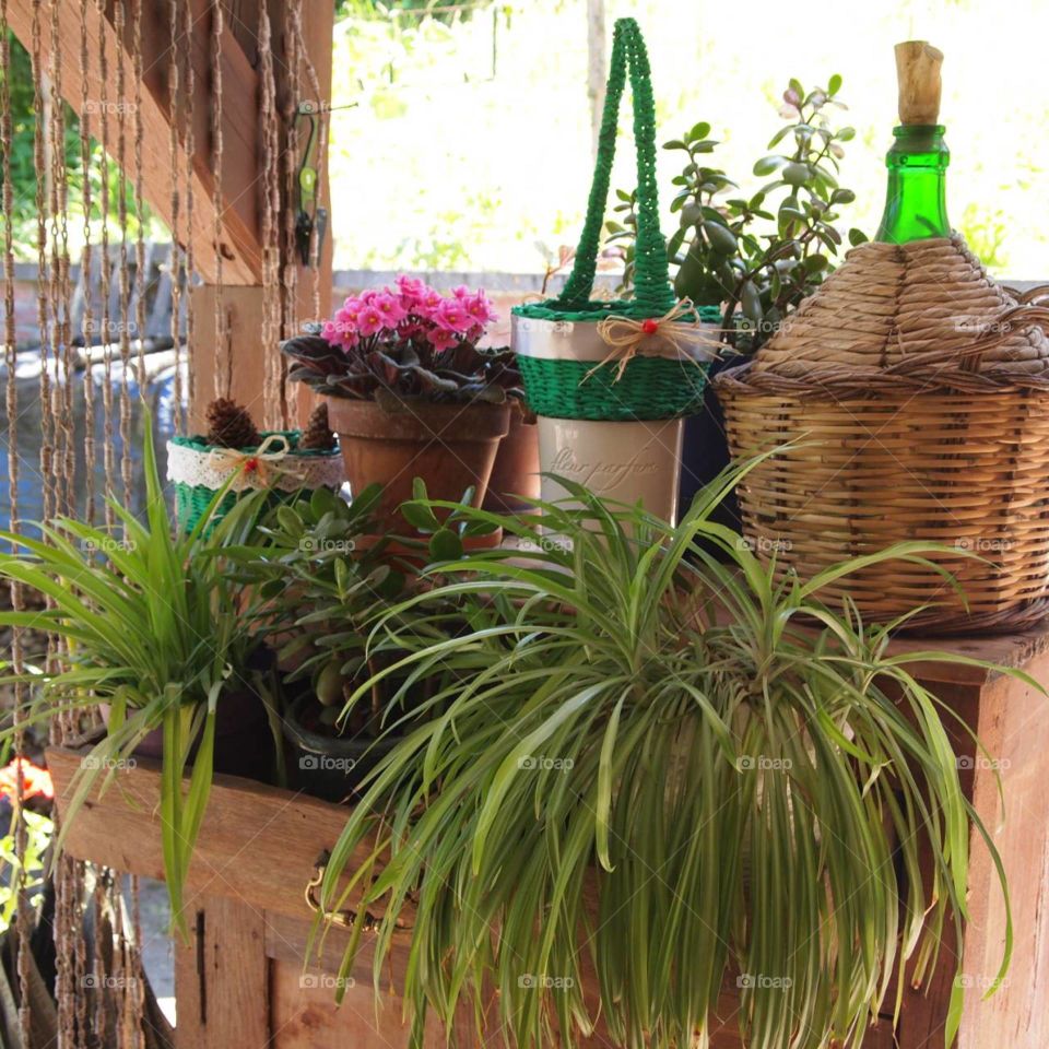 Flora flowers summer