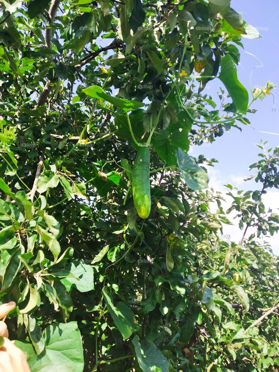 Cucumber on the apple-tree