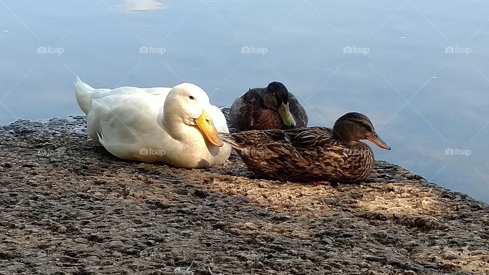 ducks in a row out on the lakeside