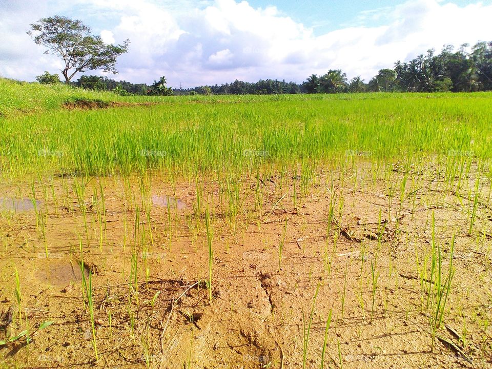 bright sunshine pouring on to the Eye soothing paddy fields surrounded by the forests and the lake.. What a wonderful day to rejoice and enjoy