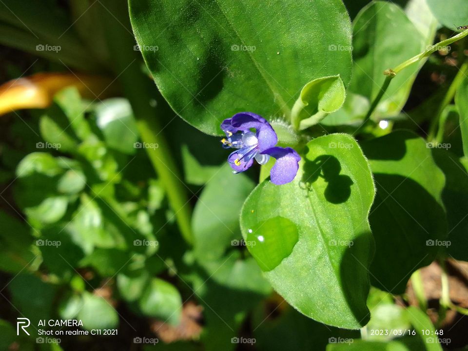 natural flower .
sri lanka