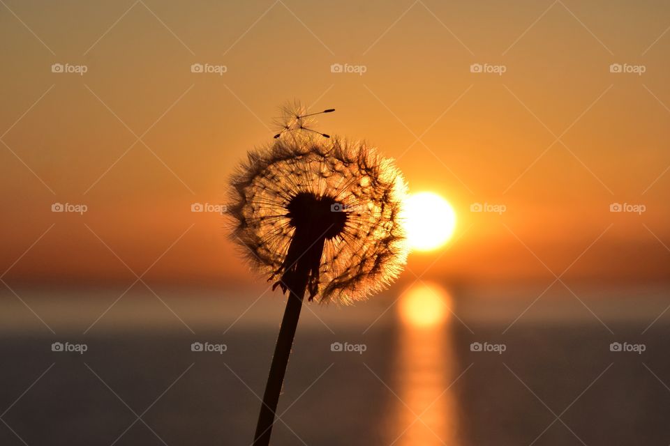 fluffy dandelion on sunrise sky and sea background in gdynia, poland