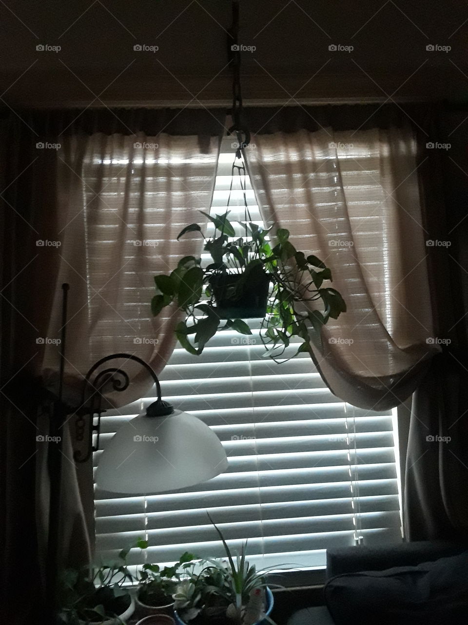 other window plant
