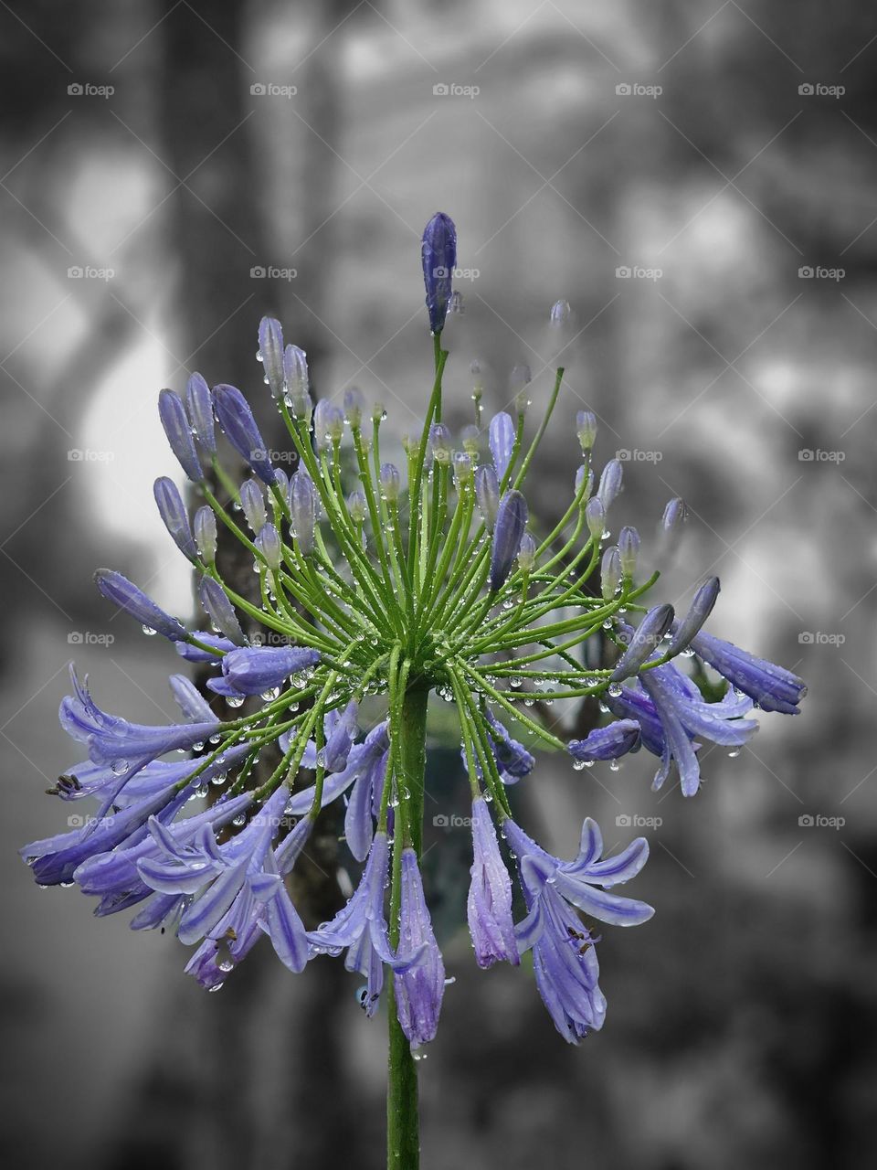 Lavender colored flower in the rain