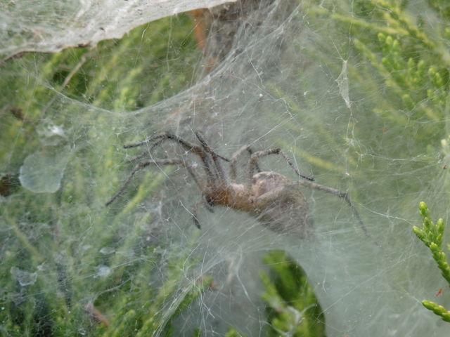 Spider