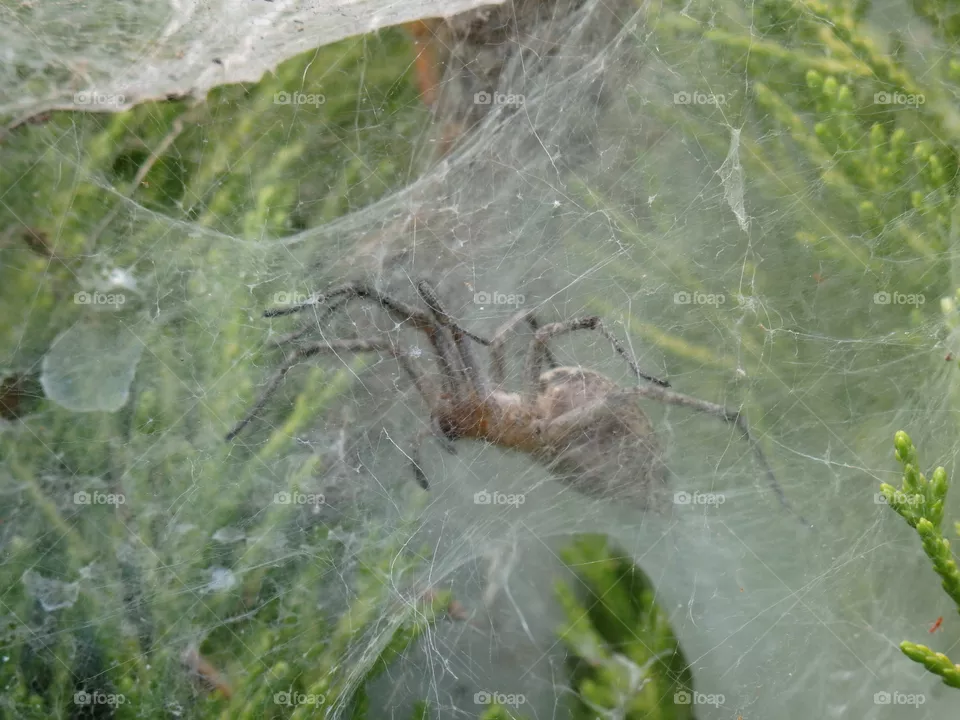Spider